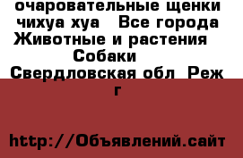 очаровательные щенки чихуа-хуа - Все города Животные и растения » Собаки   . Свердловская обл.,Реж г.